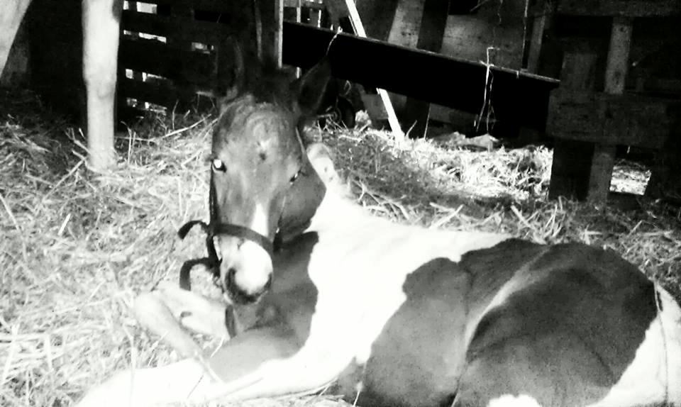 Anden særlig race Højersmindes Flicka billede 4