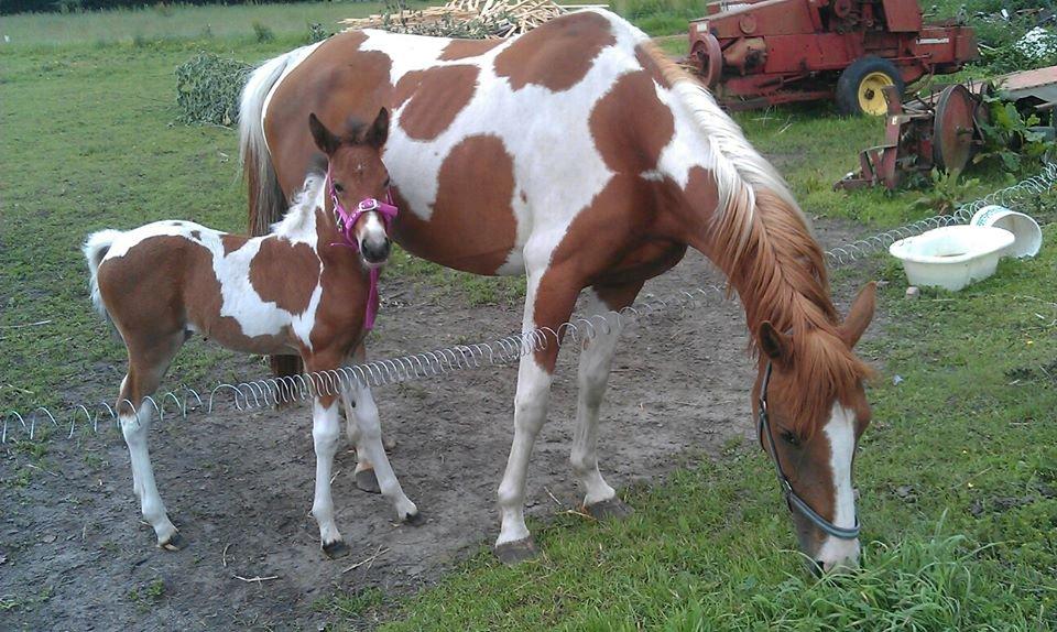 Anden særlig race Højersmindes Flicka billede 5