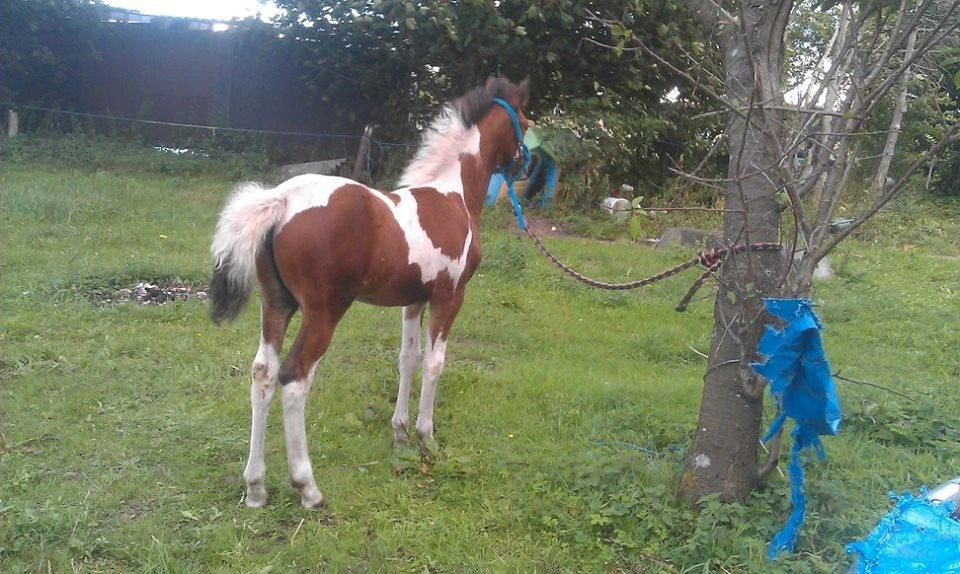 Anden særlig race Højersmindes Flicka billede 6