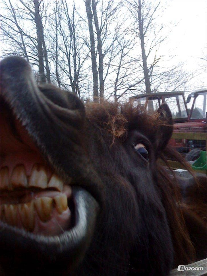 Shetlænder Sally <3 //My Soulmate// billede 1