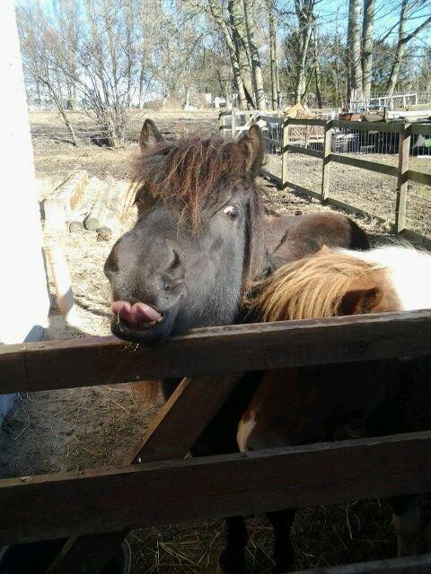 Shetlænder Sally <3 //My Soulmate// billede 2