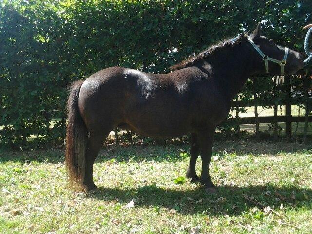 Shetlænder Sally <3 //My Soulmate// billede 3