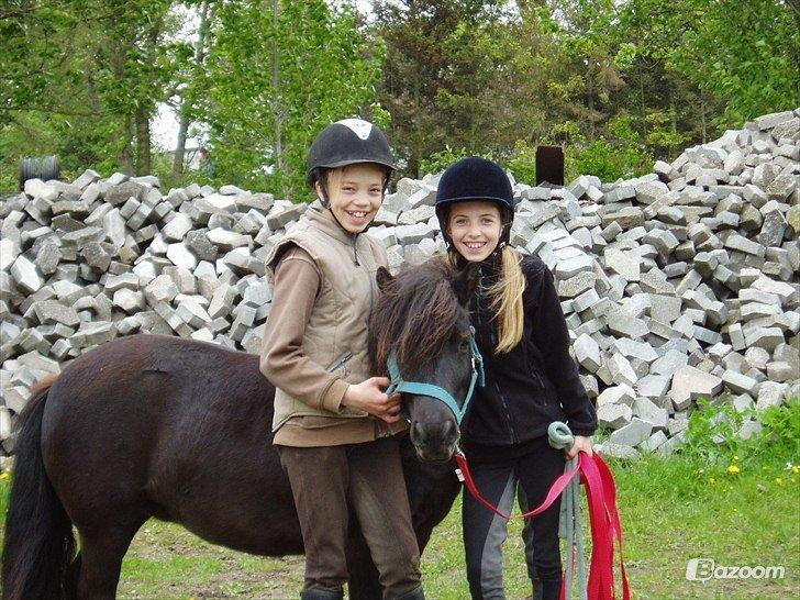 Shetlænder Sally <3 //My Soulmate// billede 4