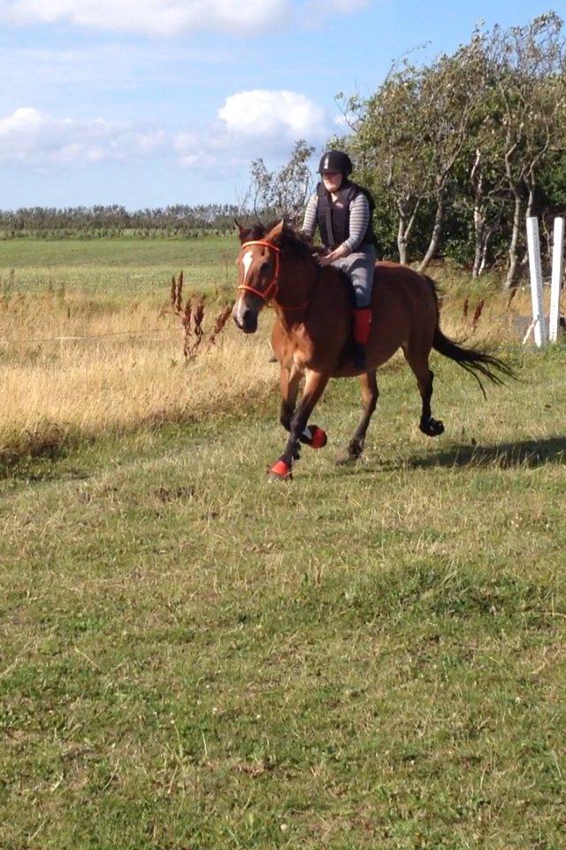 Koldblodstraver Tronilla - 9/8 - 2013 <3 billede 16