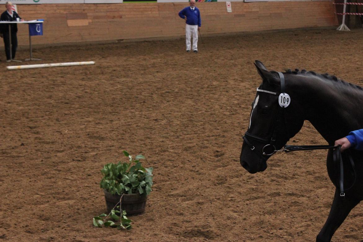 DSP Faithful Little Joy, billede 9