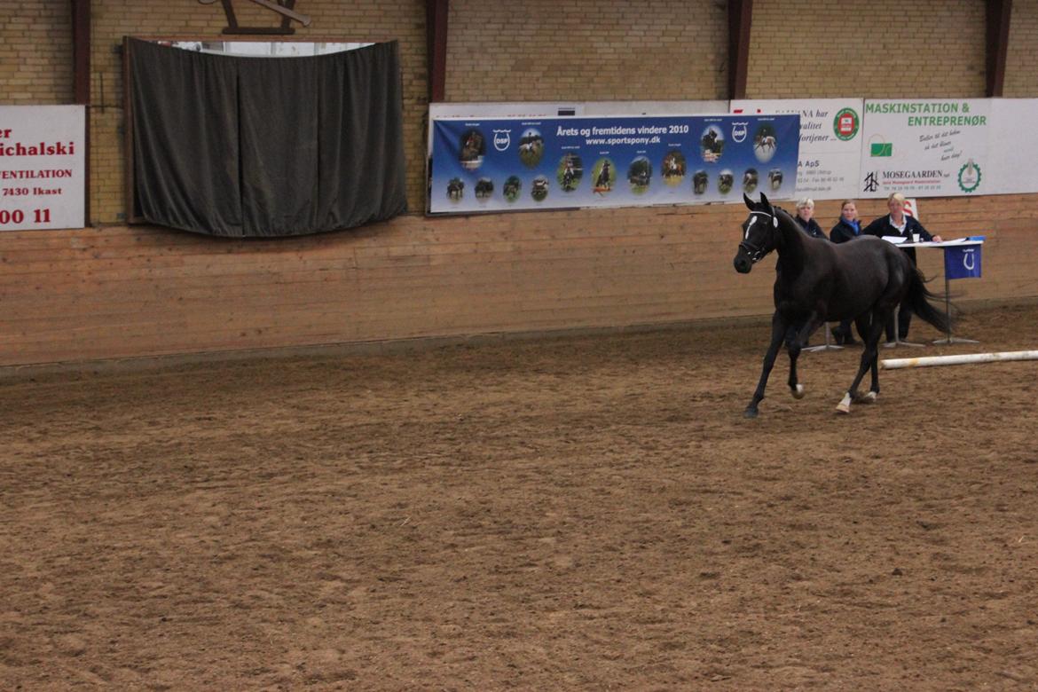 DSP Faithful Little Joy, billede 10