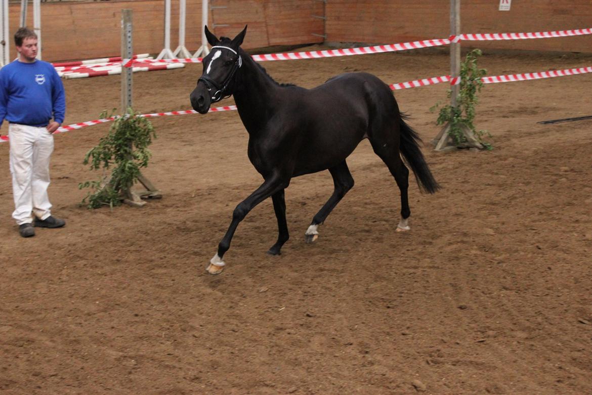 DSP Faithful Little Joy, billede 11