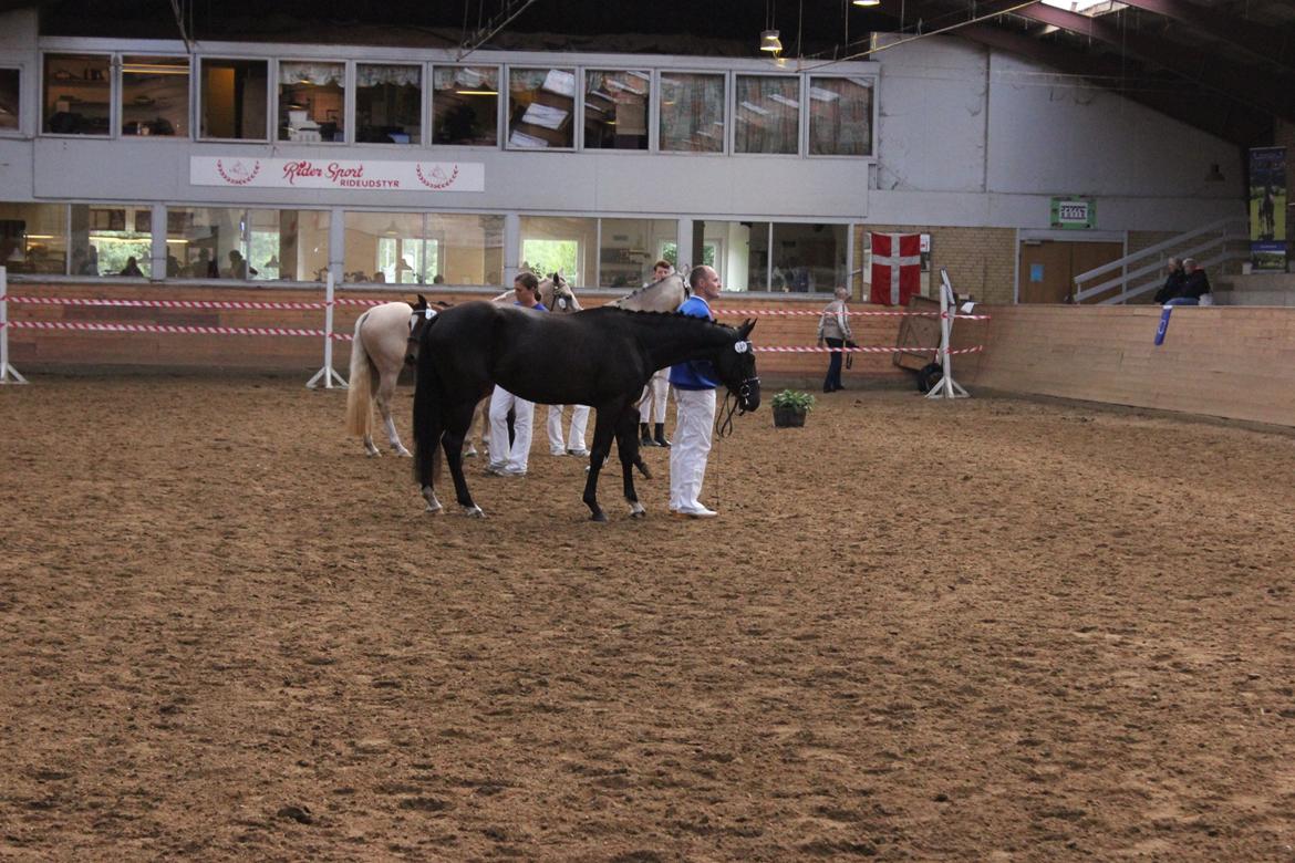 DSP Faithful Little Joy, billede 12