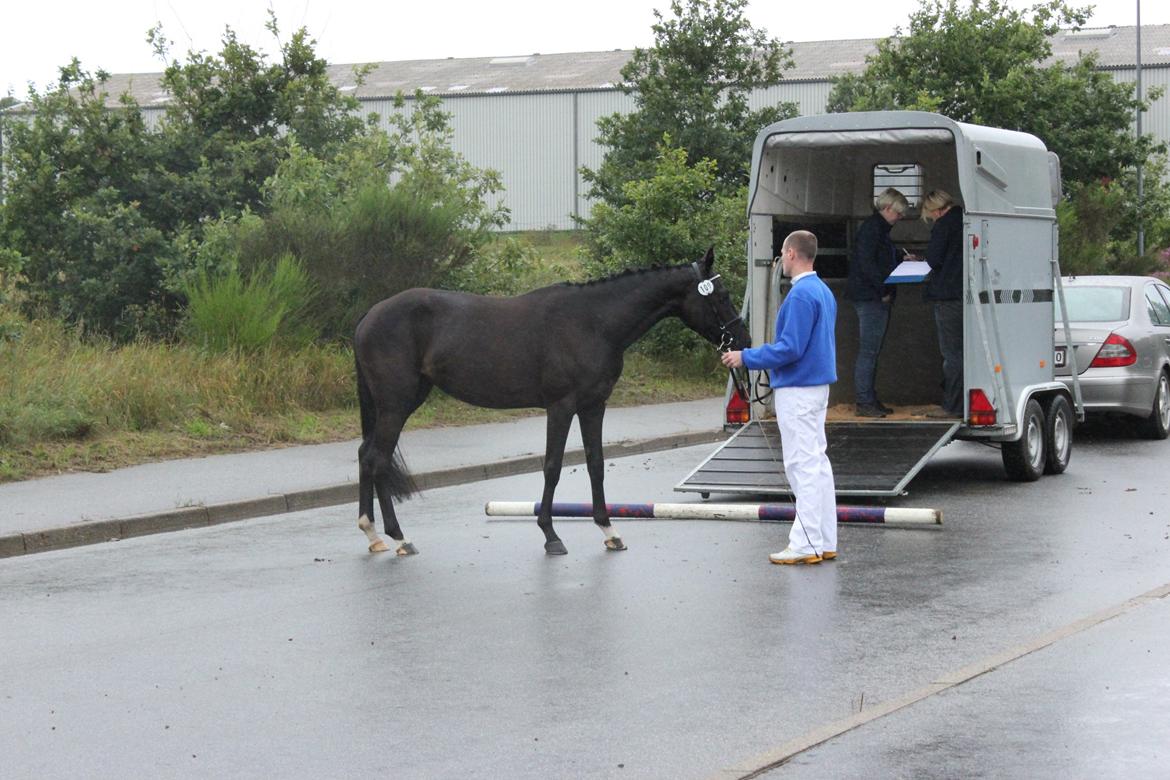 DSP Faithful Little Joy, billede 8