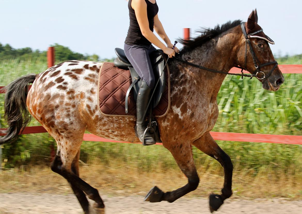 Knabstrupper Line Højgård - himmelhest - 2013 juli- Ida rider Ulla, hendes galop er ikke stabil endnu, men den er i bedring. billede 6