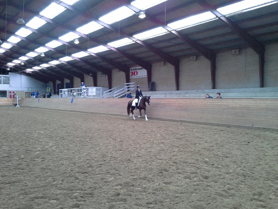 Welsh Partbred (Sec F) Struntze's MasterPiece BRSDH 630 - Sadelkåring 18 / 8 2013 billede 44