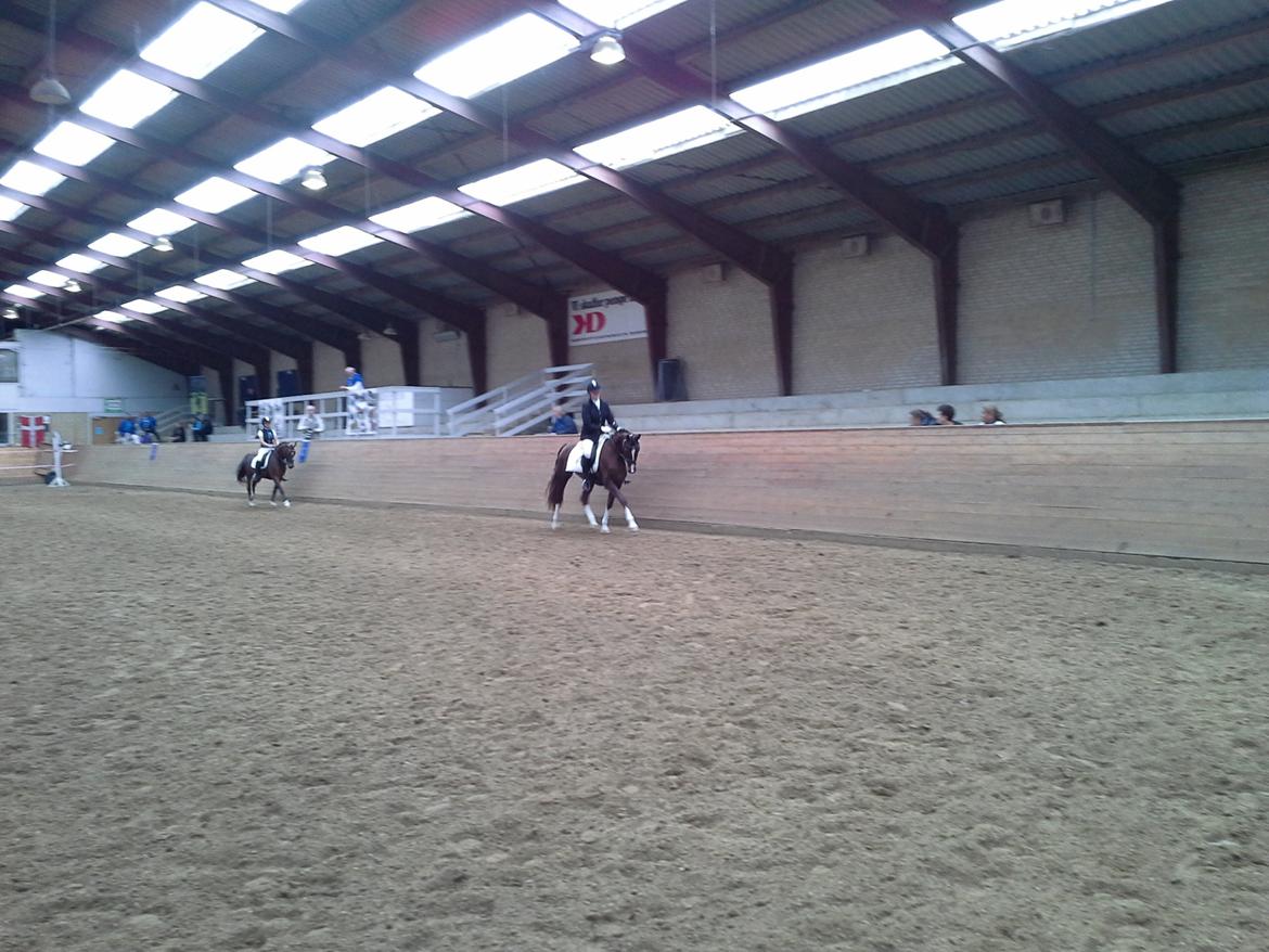 Welsh Partbred (Sec F) Struntze's MasterPiece BRSDH 630 - Sadelkåring 18 / 8 2013 billede 45