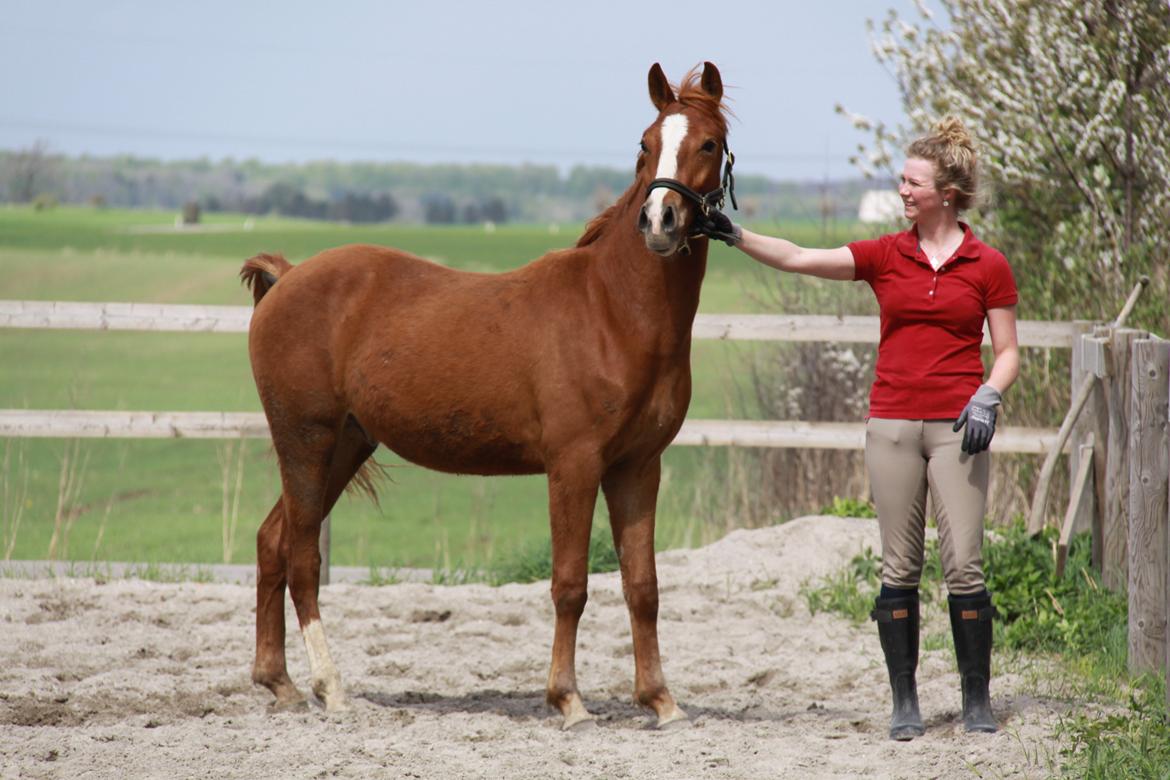 Palomino Romeo´s La Comte billede 7