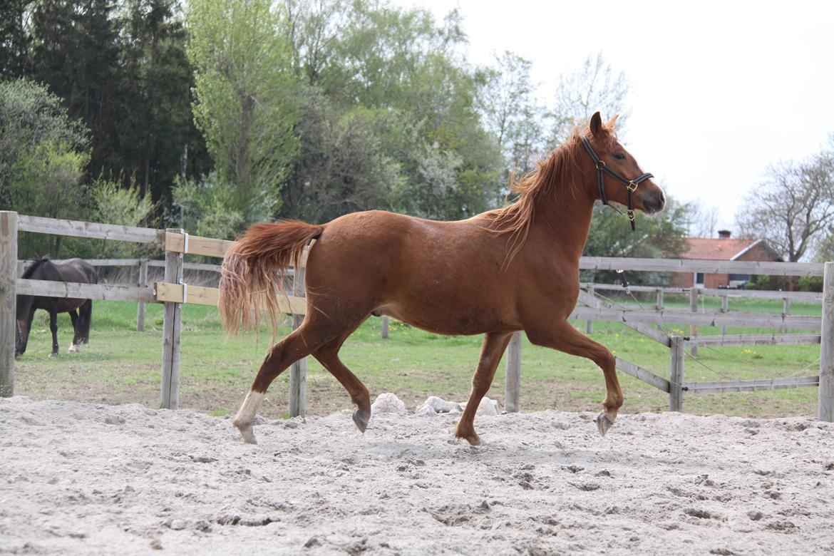 Palomino Romeo´s La Comte billede 9