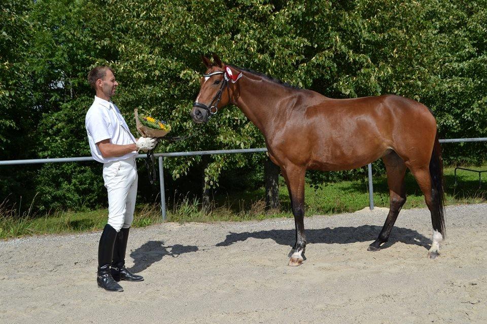Dansk Varmblod Pierage -  Fløjhoppe 5 års sadelkåring!<3 Rytter: Peter Veller billede 11