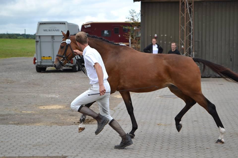 Dansk Varmblod Pierage - Fast bund, fløjhoppe 5 års sadelkårng!<3 billede 13