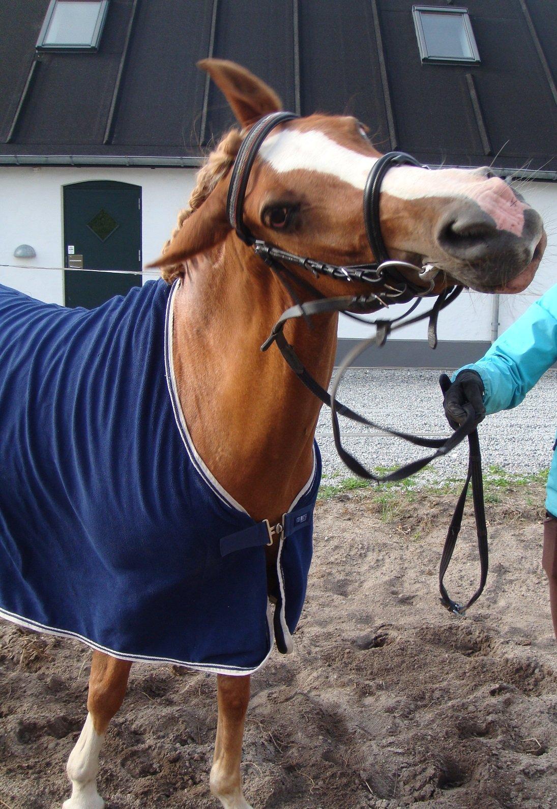 DSP Amanda af Bakholm - Dresset ud til ære for fotografen 12.08.2013 billede 2
