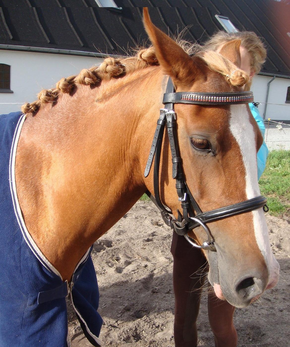 DSP Amanda af Bakholm - Hvor bliver man træt af at være ved frisøren billede 3