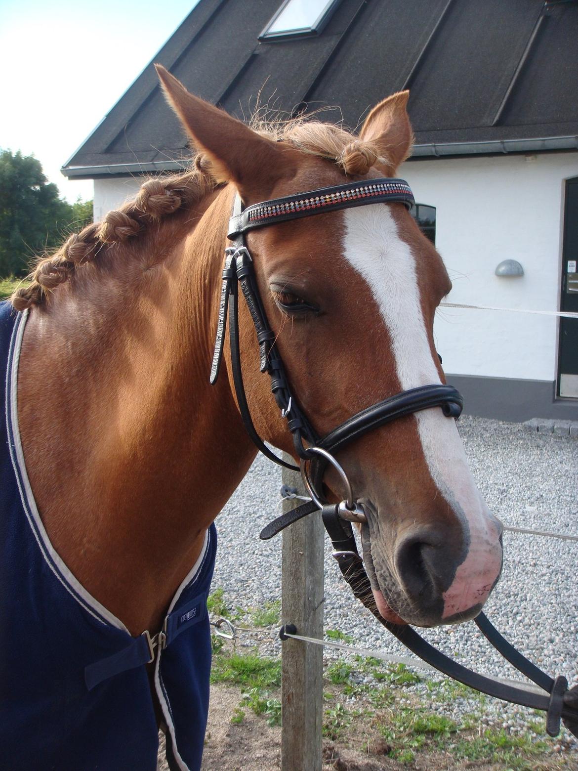 DSP Amanda af Bakholm billede 4