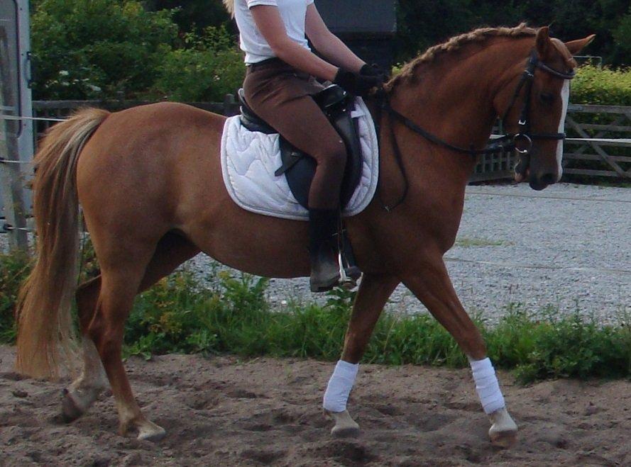 DSP Amanda af Bakholm - Det kønne par i god stil:0) billede 8