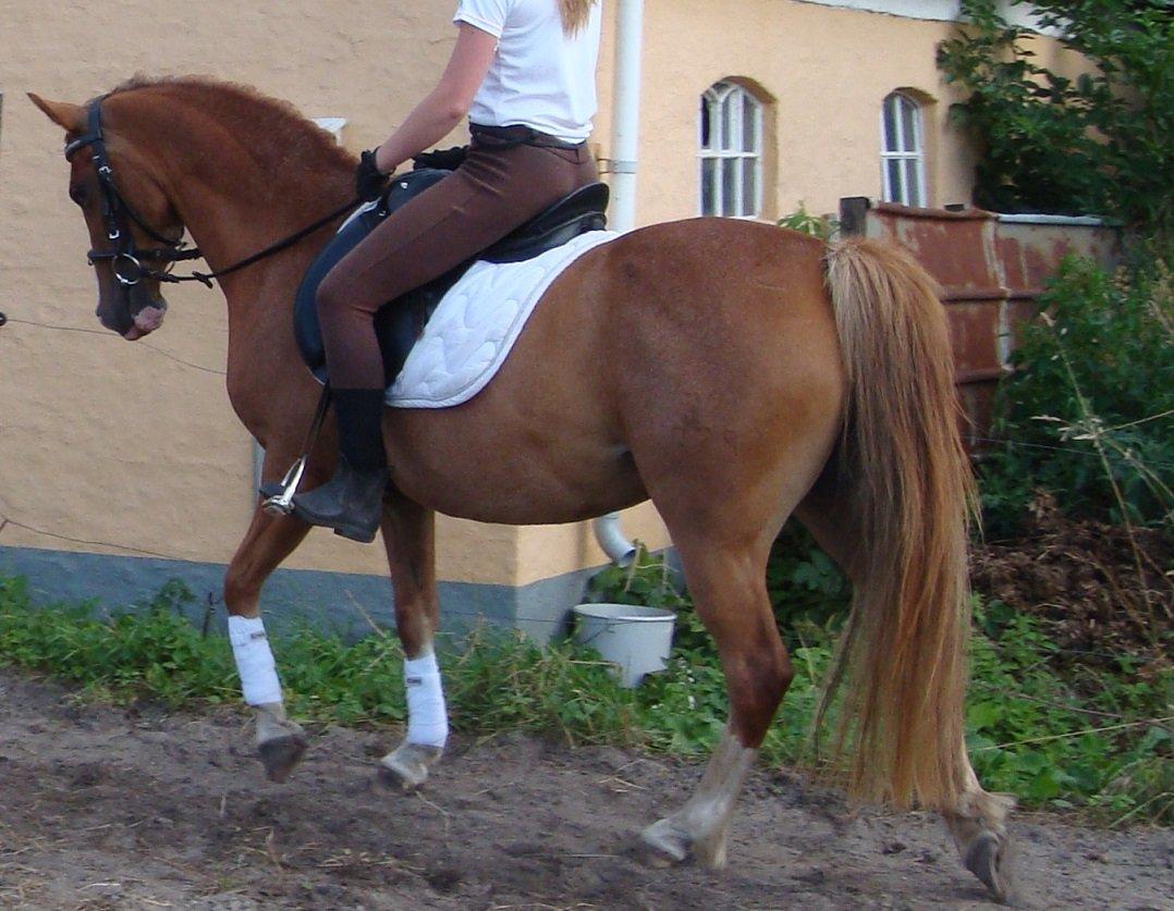 DSP Amanda af Bakholm billede 9