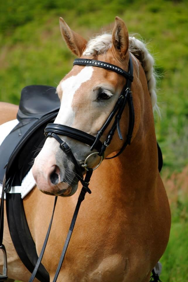 Haflinger Freja - Freja <3
Taget af Mia Martini billede 1