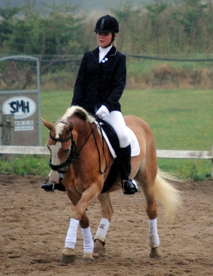 Haflinger Freja - Stævne mod de langbenede 17.8.13 i godt regnvejr!
Taget af Mia Martini billede 12