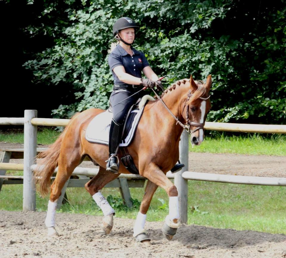 Anden særlig race Jo Morgan **B-PONY** billede 11