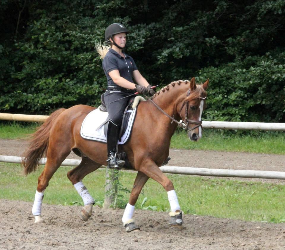 Anden særlig race Jo Morgan **B-PONY** billede 12