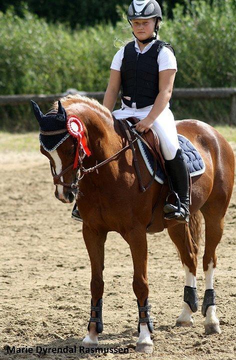 Anden særlig race Jo Morgan **B-PONY** billede 16