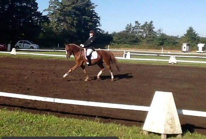 Anden særlig race Jo Morgan **B-PONY** billede 20