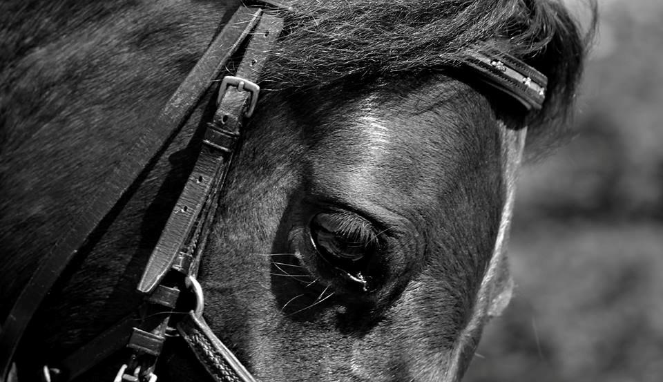 Anden særlig race Klosterskovens Lukas - Smuksak! <3 billede 7