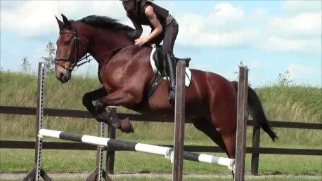 Anden særlig race Jack Bauer billede 12