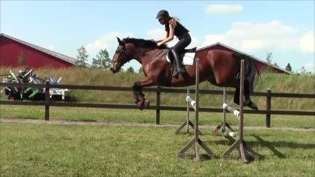 Anden særlig race Jack Bauer billede 20