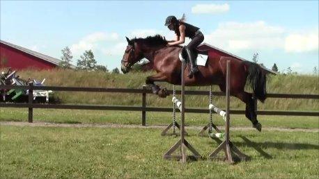 Anden særlig race Jack Bauer billede 22