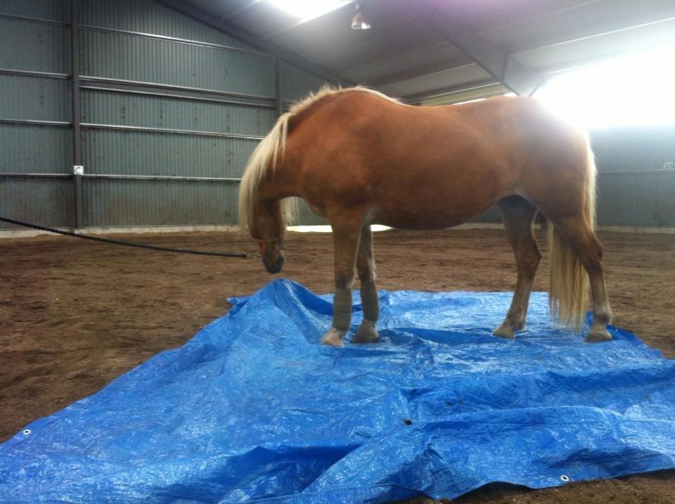 Haflinger Astilbe billede 1