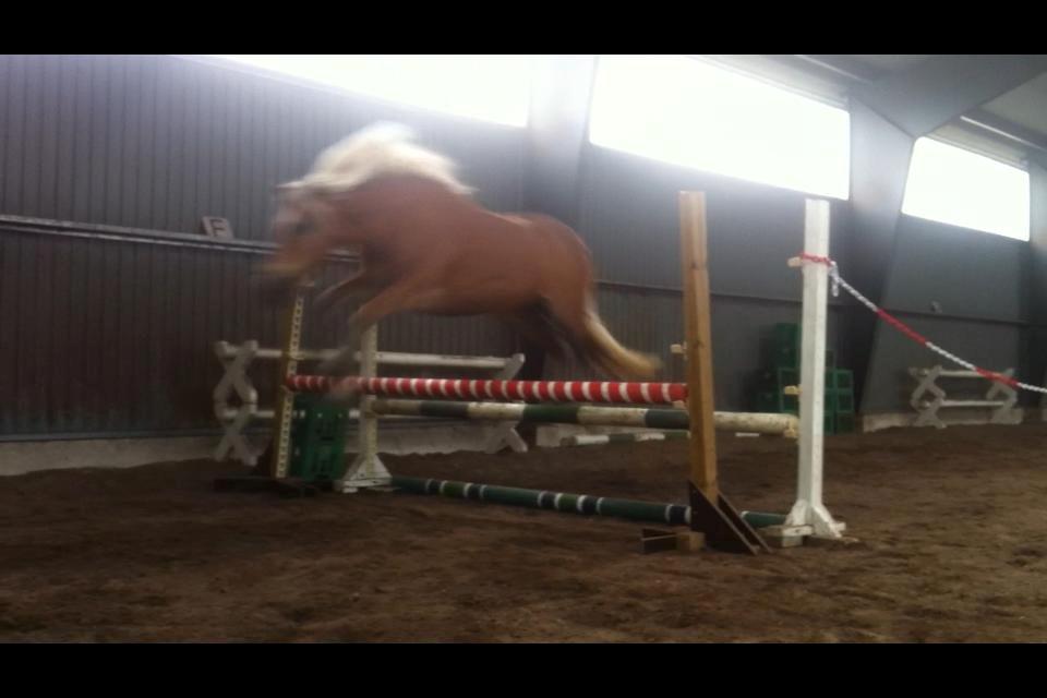 Haflinger Astilbe billede 2