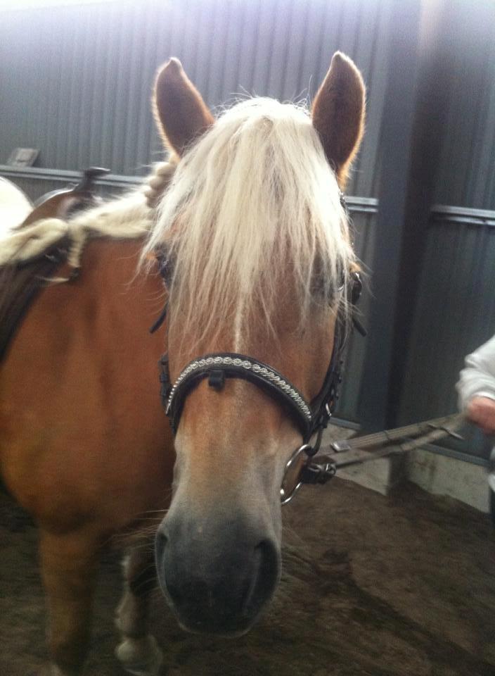 Haflinger Astilbe billede 3