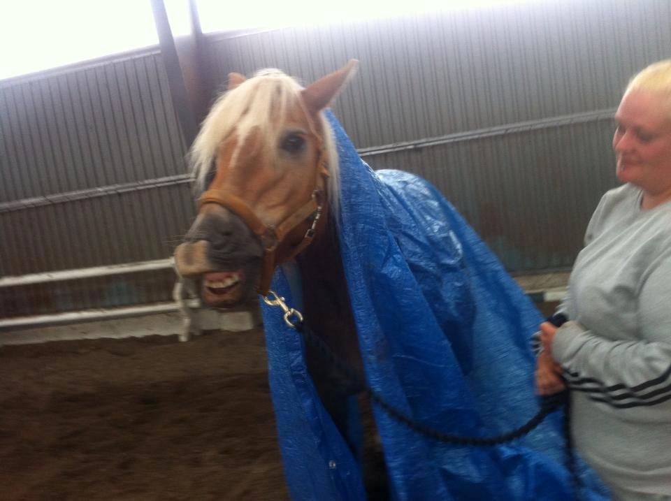 Haflinger Astilbe billede 4