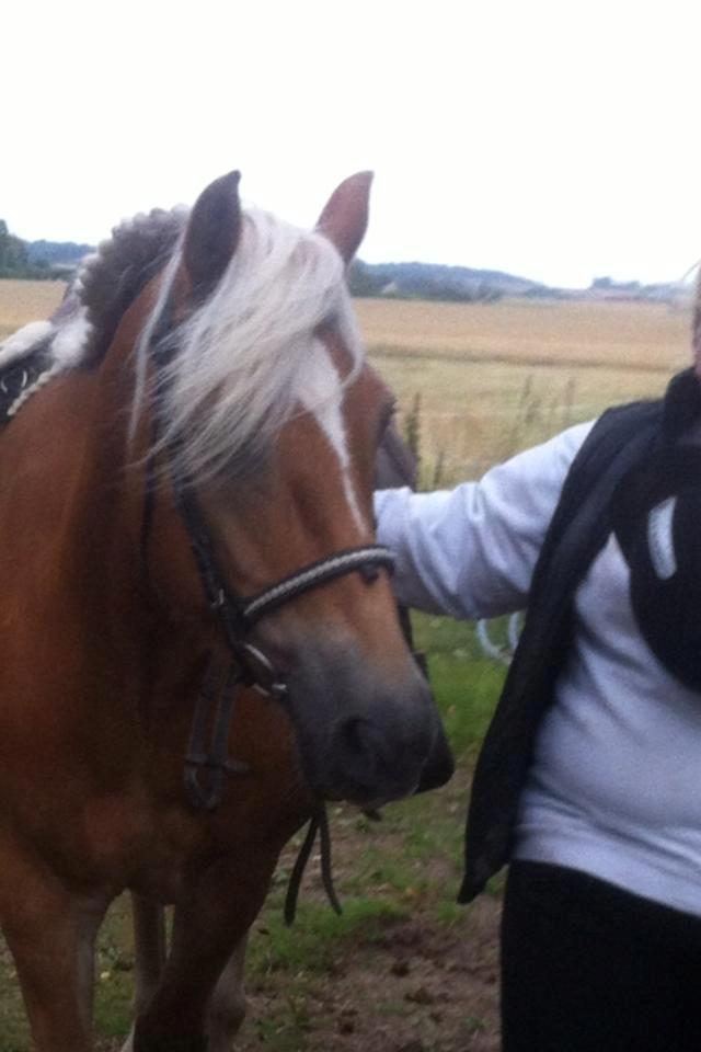 Haflinger Astilbe billede 5