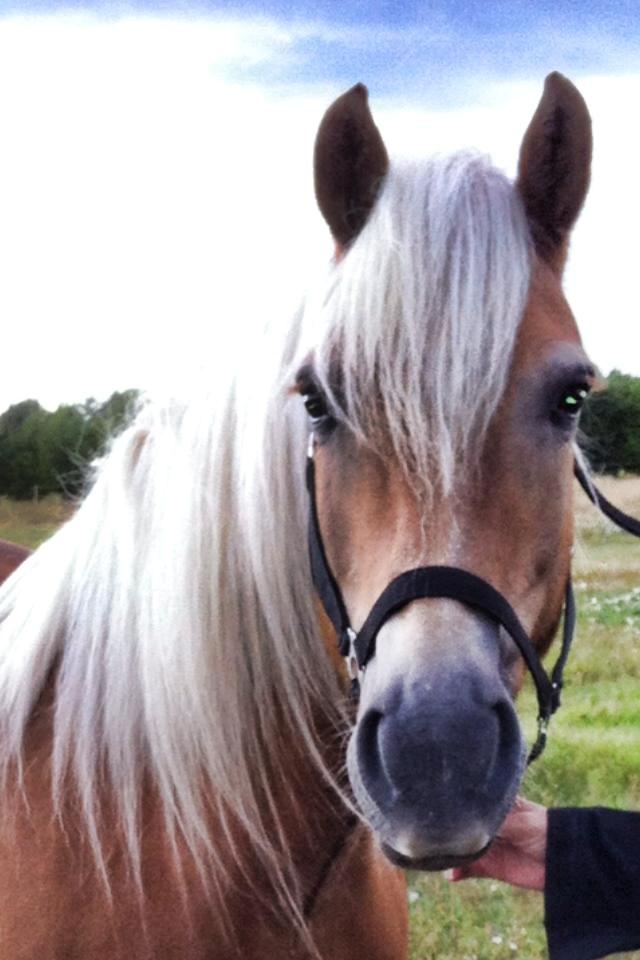 Haflinger Astilbe billede 7