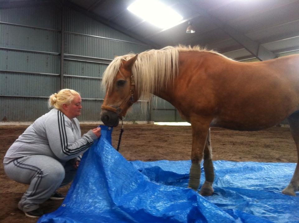 Haflinger Astilbe billede 9