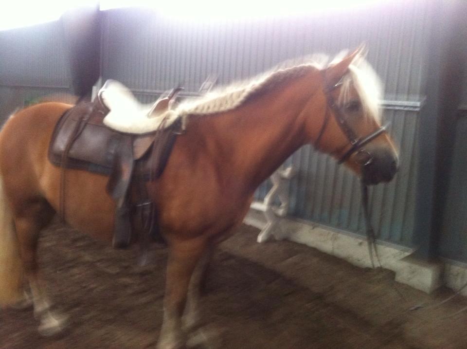 Haflinger Astilbe billede 10