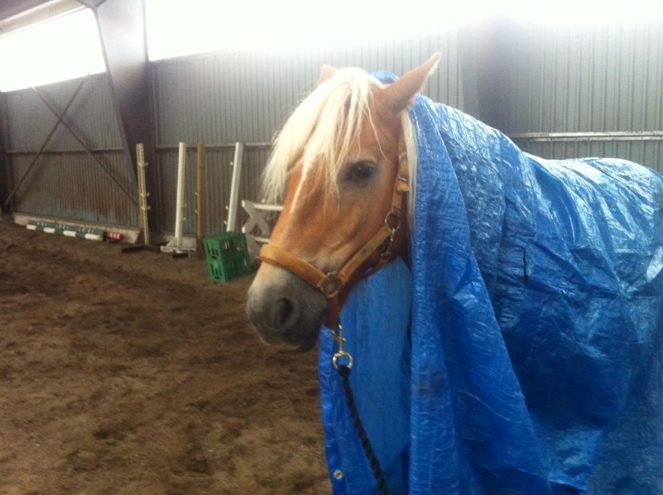 Haflinger Astilbe billede 11