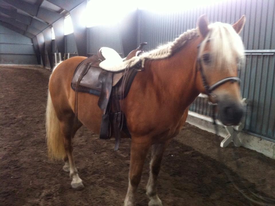 Haflinger Astilbe billede 12