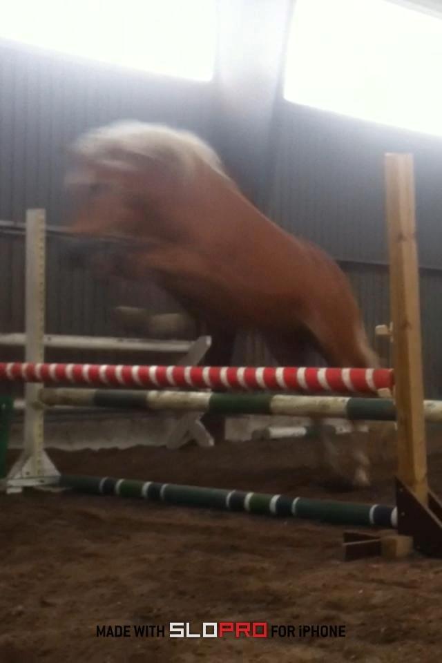 Haflinger Astilbe billede 14