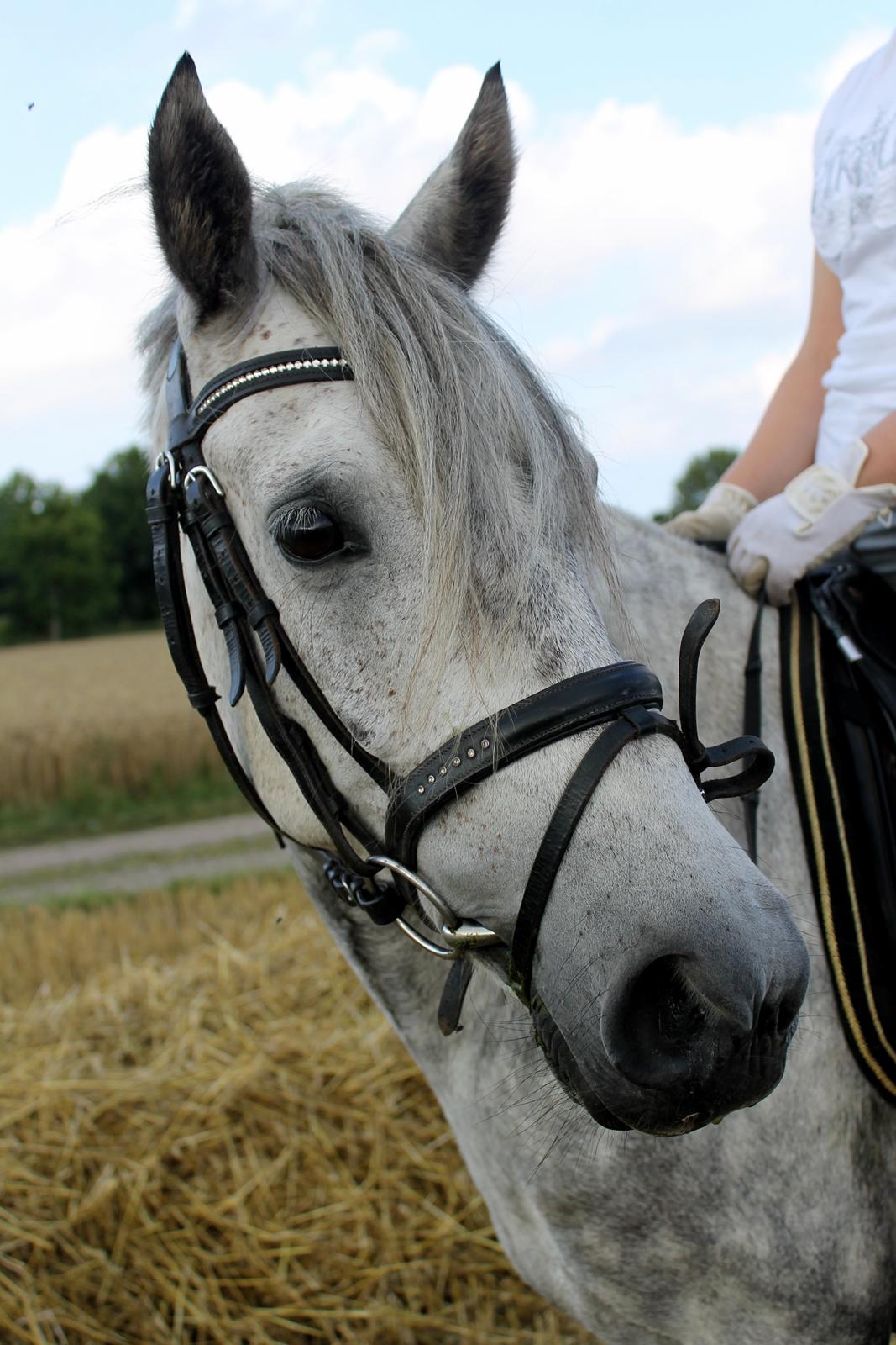 Anden særlig race Sir Grey billede 20