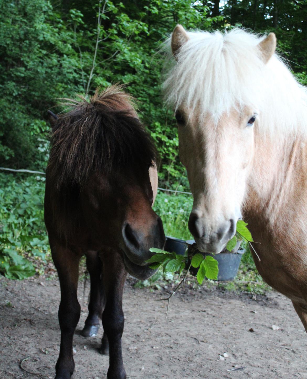 Islænder Sólfagur fra Elkjær (Christian) - Søde Sólfagur og Piltur <3 billede 11