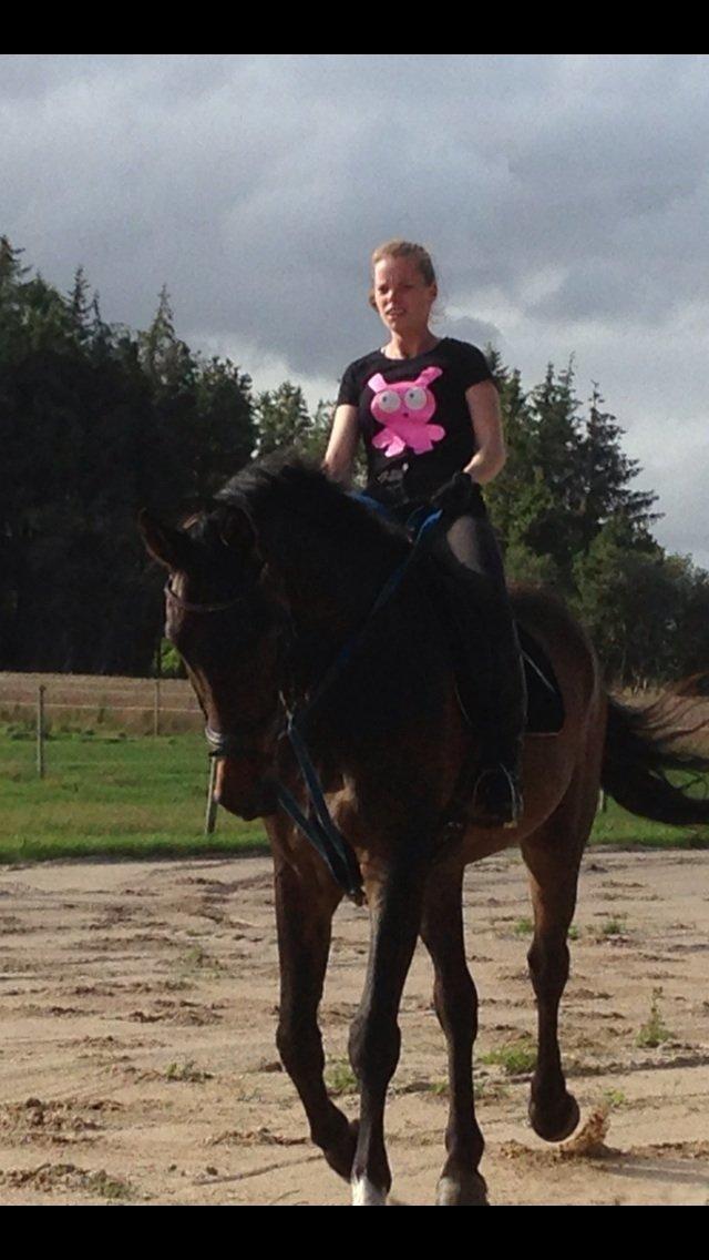 Dansk Varmblod caron(lånehest) billede 9