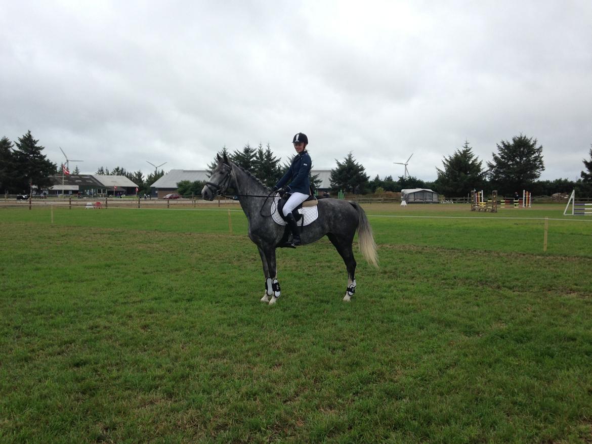 Hollandsk Varmblod Diana billede 7